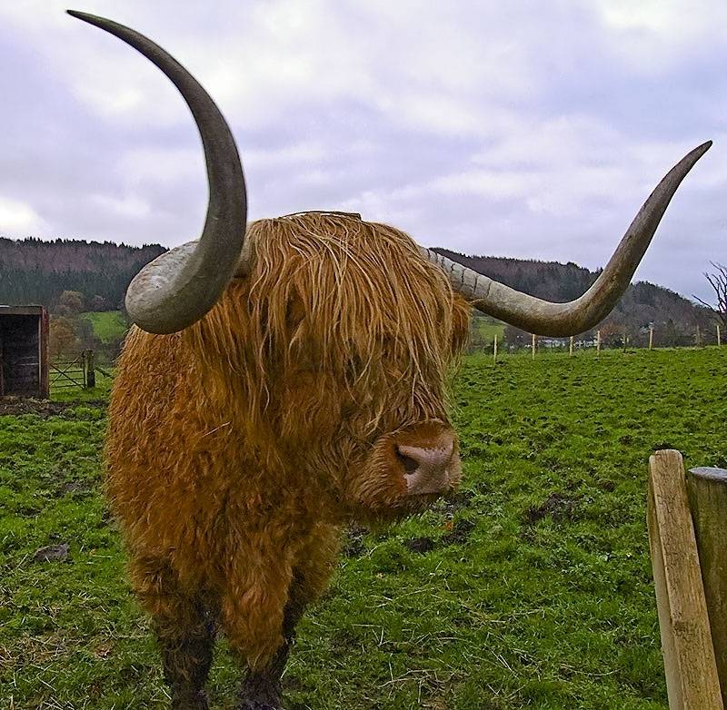 highland-bull-002.jpg