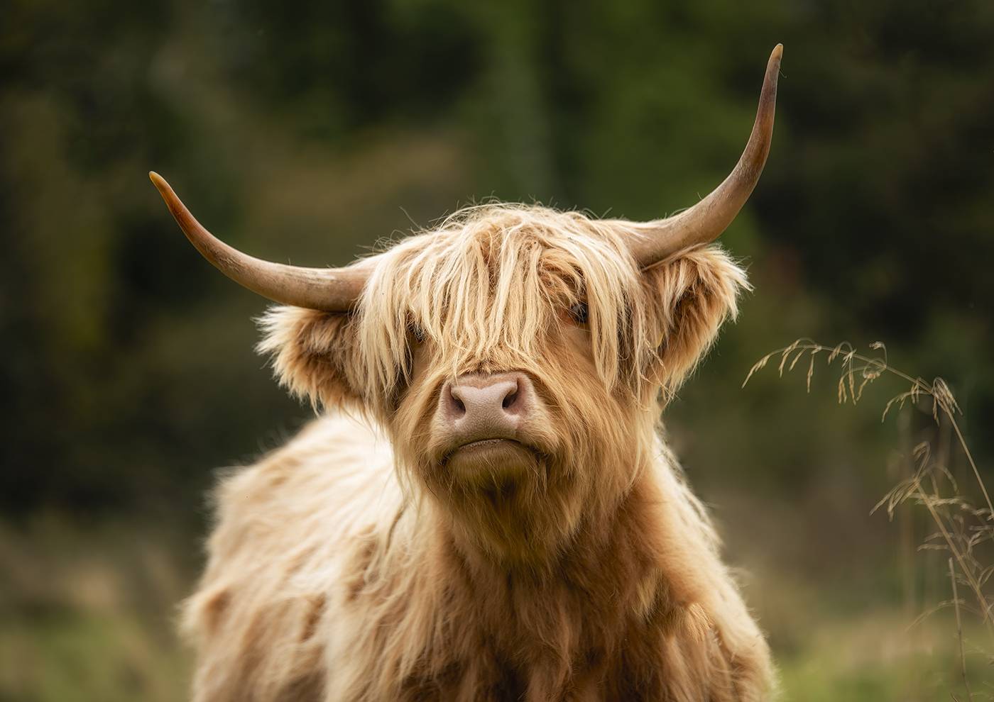 highland cow.jpg