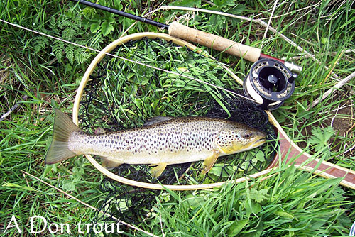 average_trout