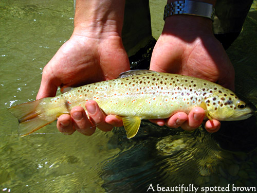 A-beautifully-spotted-brown