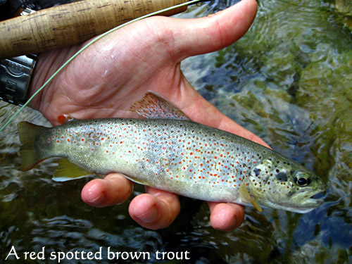 A-red-spotted-brown-trout--