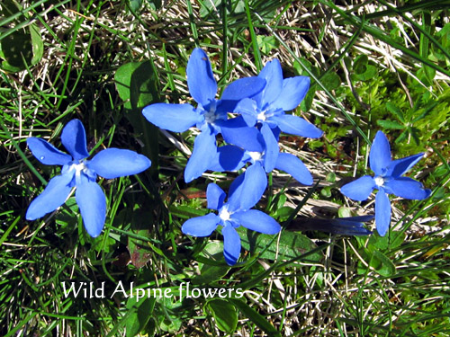 Wild-Alpine-flowers