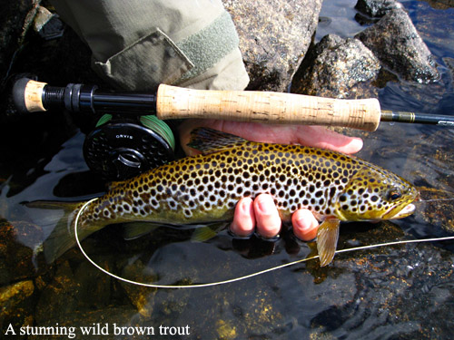 XWild-brown-trout---A-hard-_copy