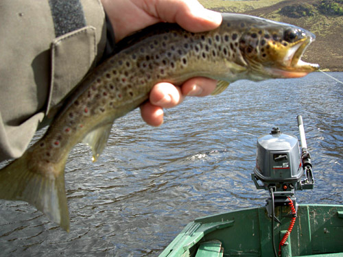 a_trout_in_the_hand