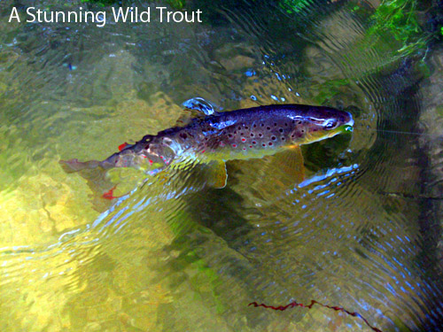 A-Stunning-wild-trout-succu