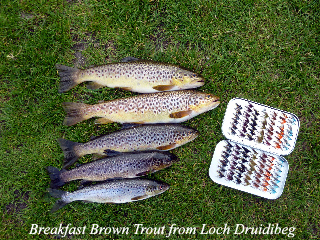 Breakfast_Brown_Trout_from_Loch_Druidibeg