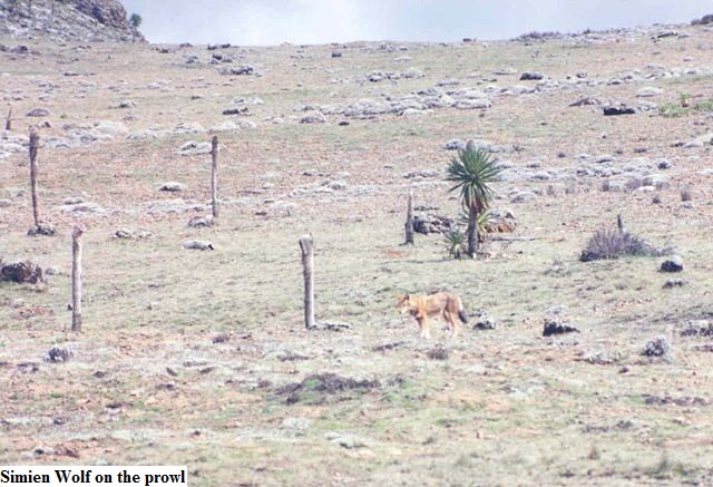 wff-7-31-2012-7-47-12-AM-2007jun161181996412simien wolf on the prowl