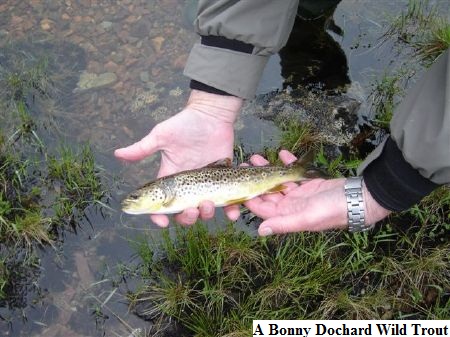 wff-7-31-2012-7-33-59-AM-2007jun161181989100a bonny dochard wild trout