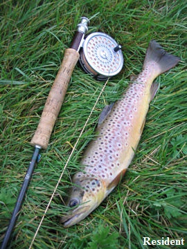 2006Dec161166267565brown-trout